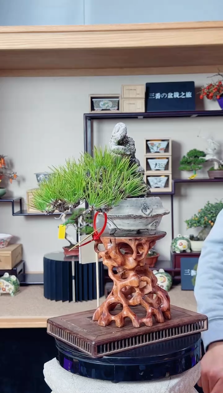 无花朵西****计20251219竞价黑松