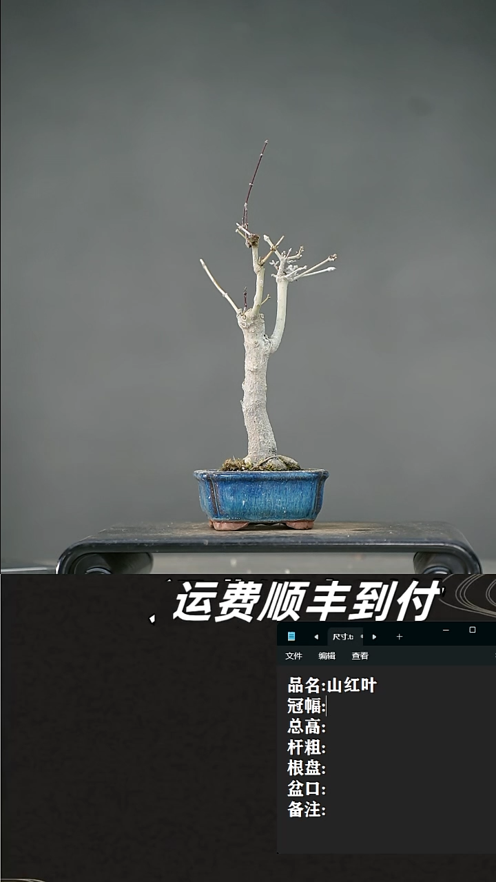 【闪购商品】9 山红叶