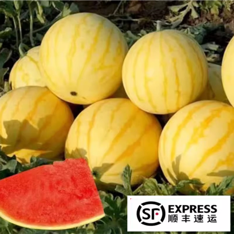 小黄人西瓜无籽西瓜脆甜爽口农家自种现摘现发礼品小黄人