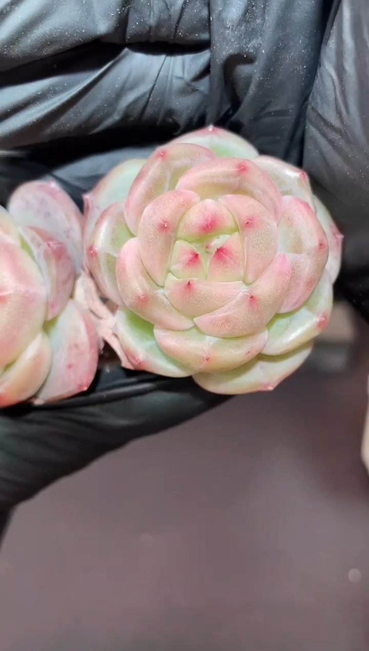 闪购947 超体翡灯多肉一颗   3.5-4厘米