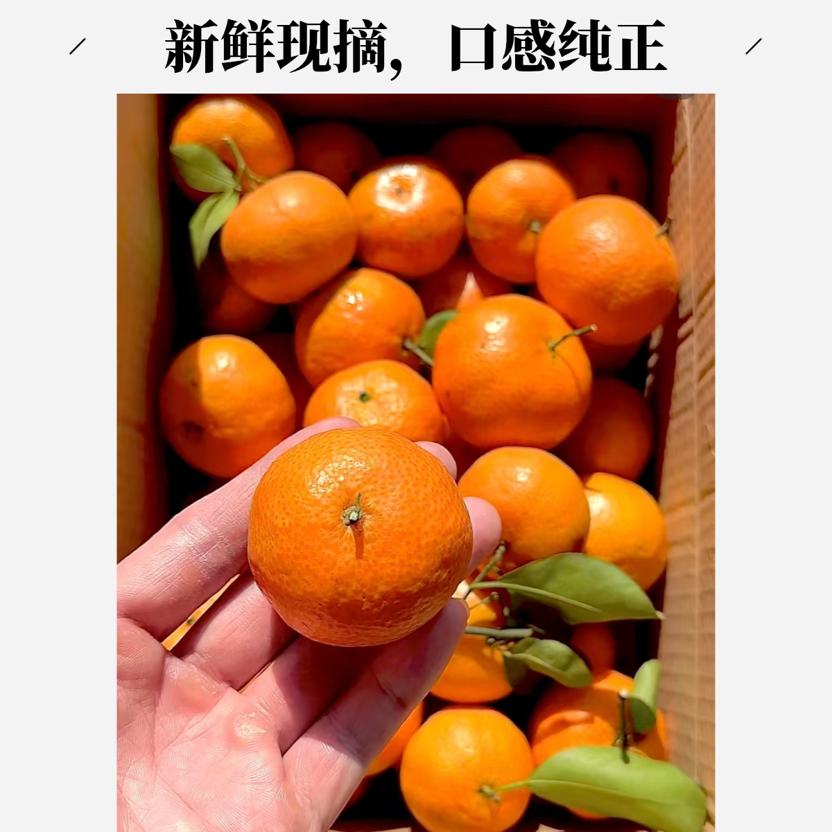 【五个艺甄选】正宗广西沙糖桔3斤/5斤皮薄汁多无渣顺丰生鲜专线