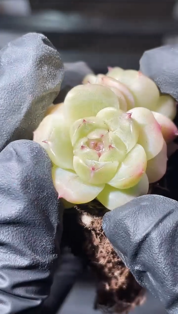 21-46 小殿下3-4厘米不包整散量拍发一颗