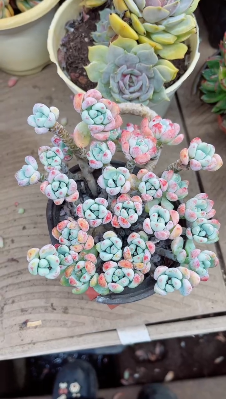 ?***晓21039多肉植物一物一拍