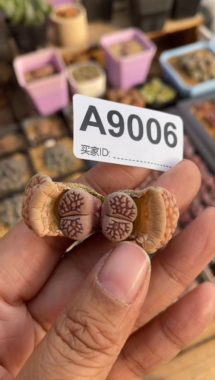 【闪购商品】9006直播一物一拍
