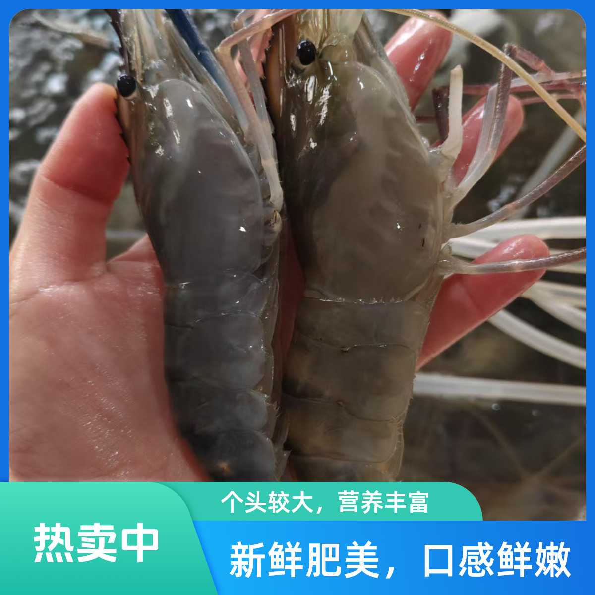 《同城配送》硬壳大罗氏虾 半斤