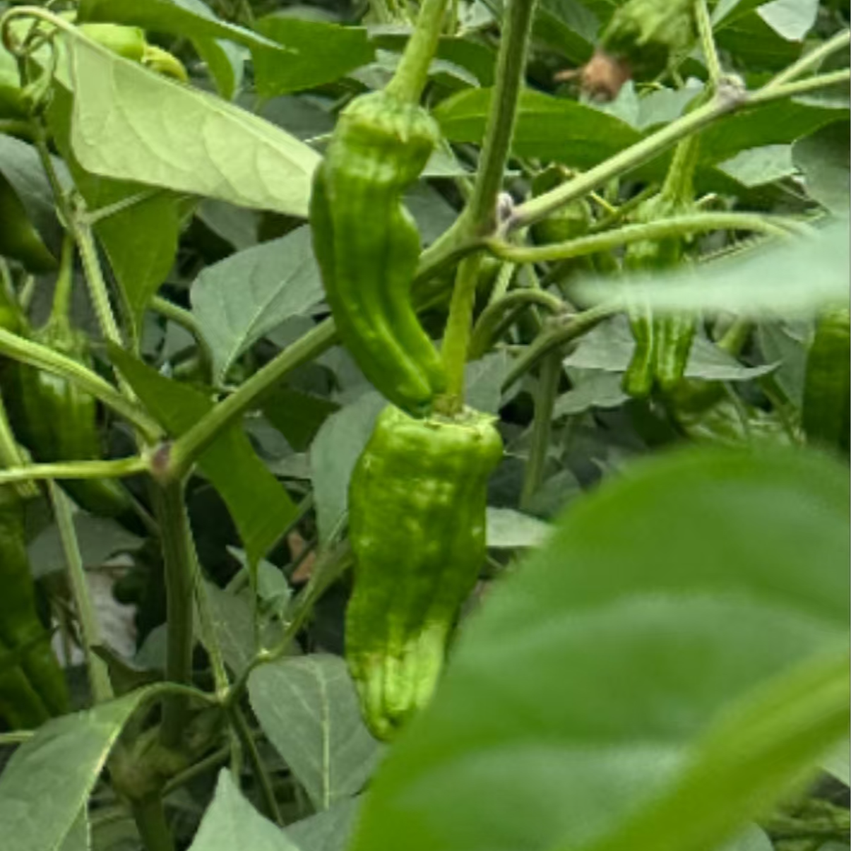 南京高淳花山村自种皱皮薄皮青辣椒