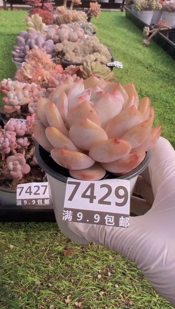 【闪购商品】信福多肉一物一拍