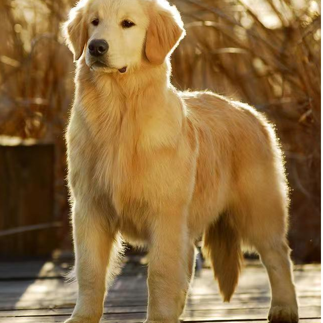 宠物直播链接下单请咨询（二）