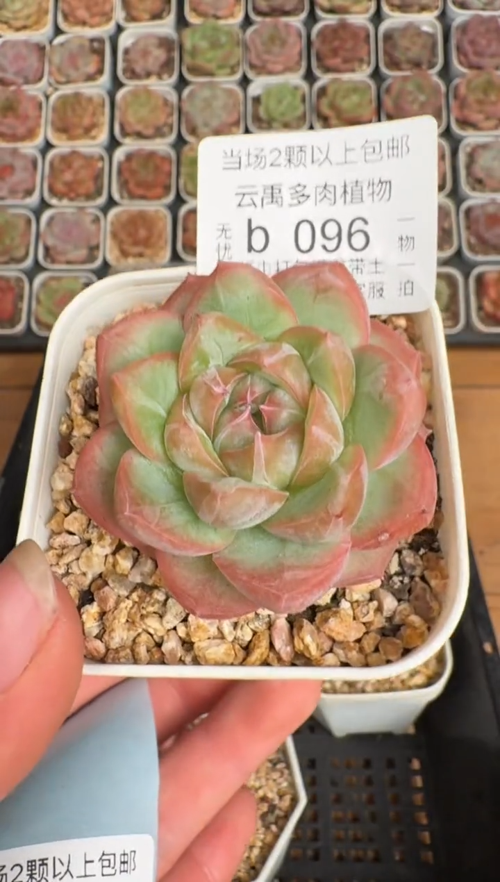 096b 珍妮多肉(6.5cm杯）一物一拍 带盆土发
