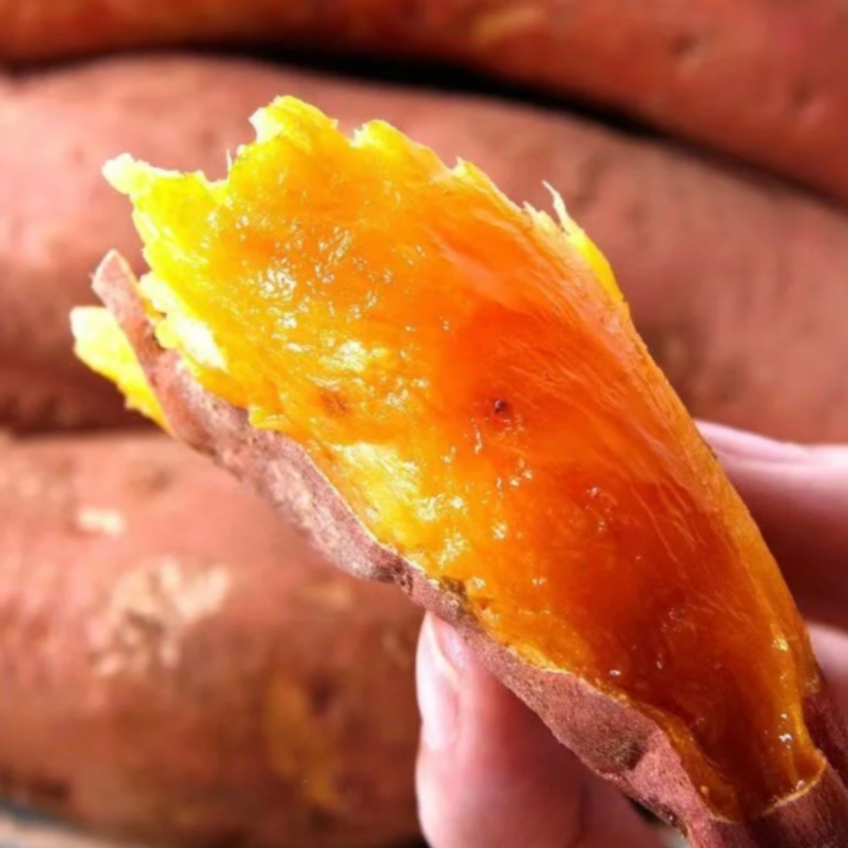 新鲜红安苕现挖现发红安特产红薯地瓜沙地种植精品美味入口香甜