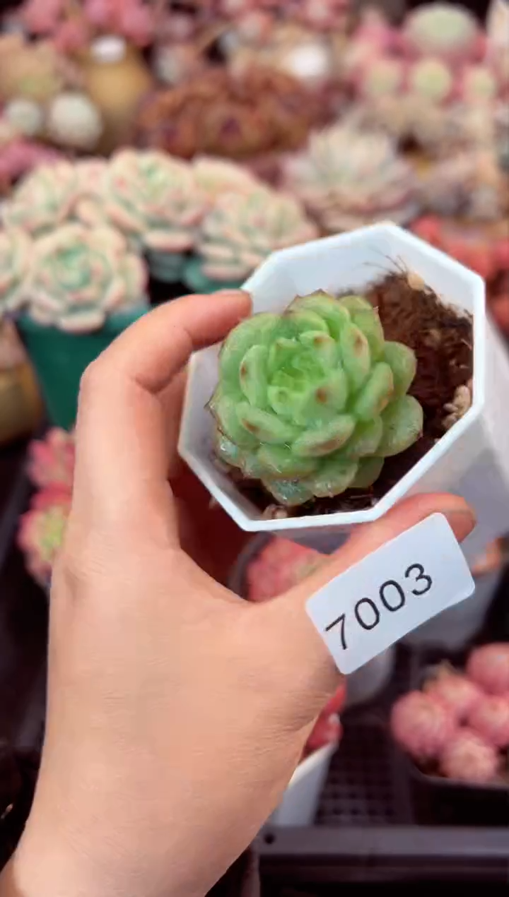 【闪购商品】7003单头灯泡珍妮多肉