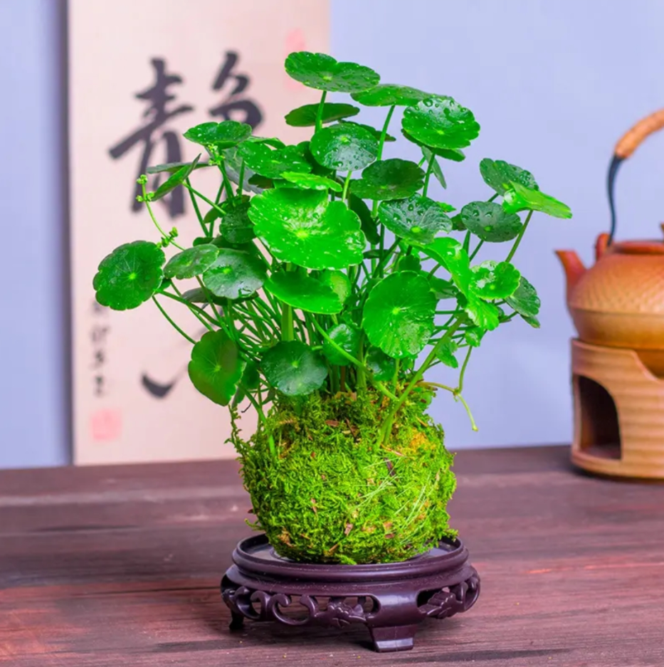 铜钱草水培植物室内好养四季常青净化空气桌面盆栽花卉