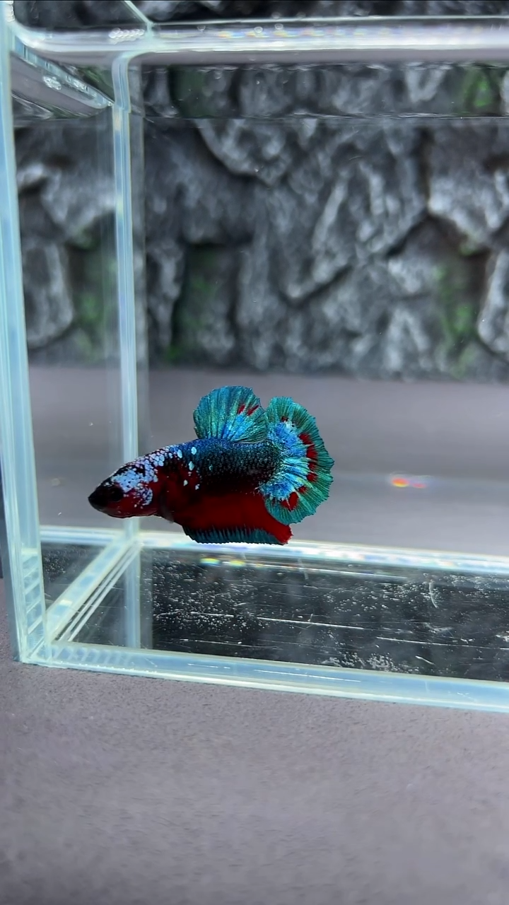 斗鱼竞拍链接A077