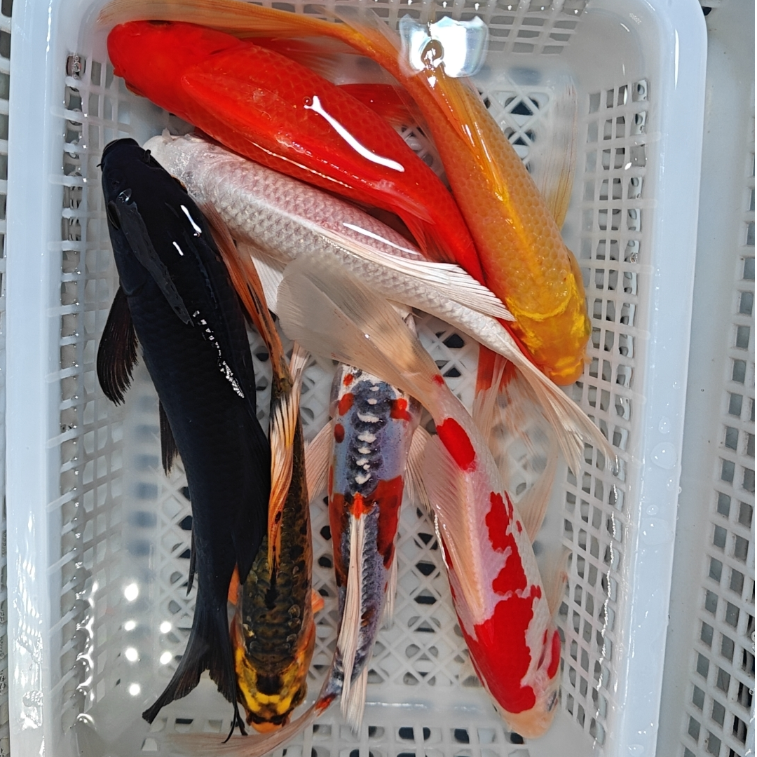 （七星高照）1红白1黄1黑1白1红2德（共7条） 观赏鱼冷水鱼12-16厘米