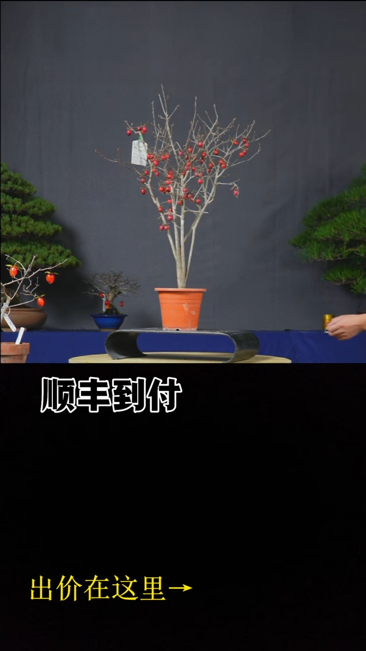 无花朵c419老鸦bubaoyou