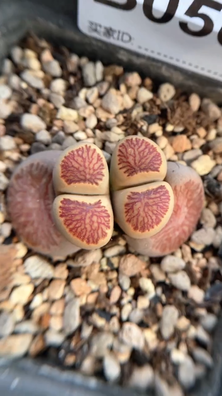 【闪购商品】0565直播一物一拍