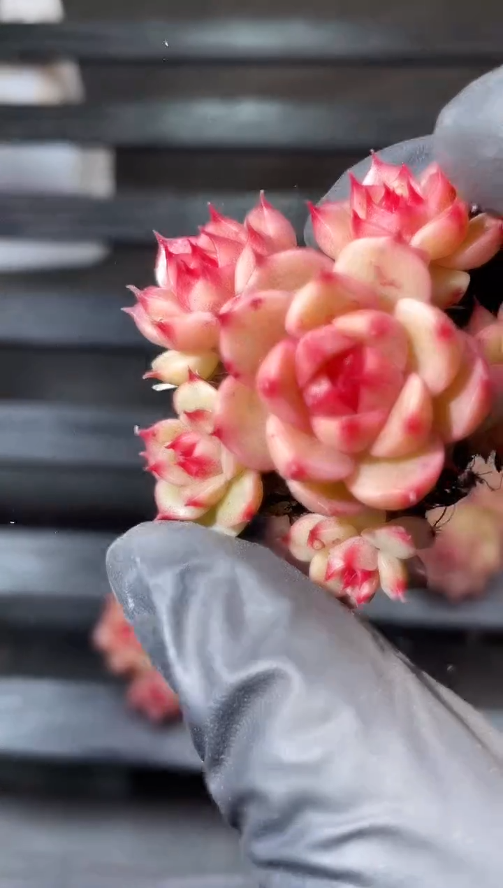 27-27 红Y11群 2-3厘米不包整散量拍发一颗