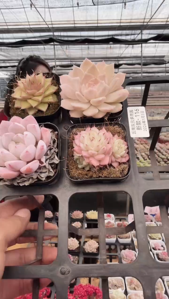 东云多肉园新款-116