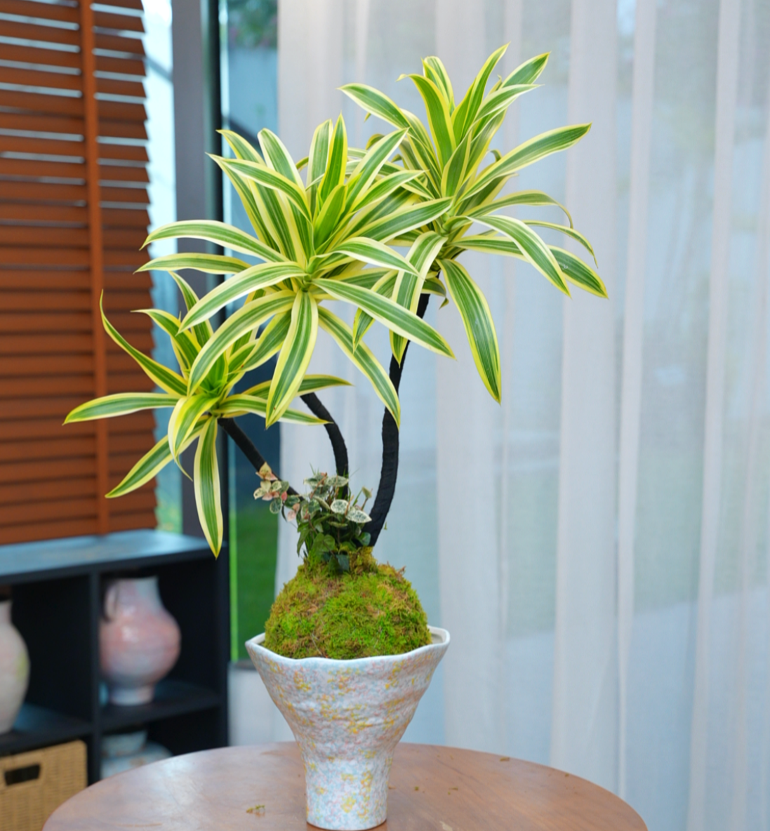 水培金边百合竹苔藓球百合竹室内高端盆栽网红观叶绿植耐寒植物