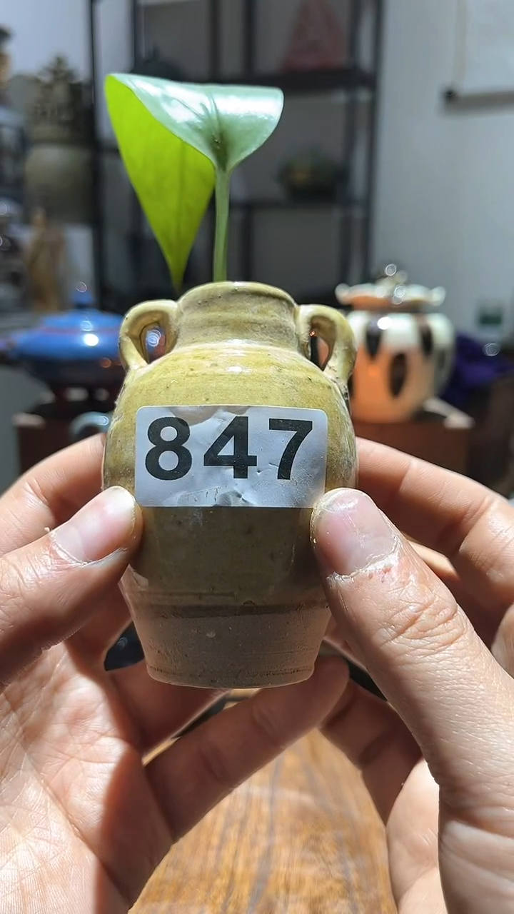 【闪购商品】摆件                