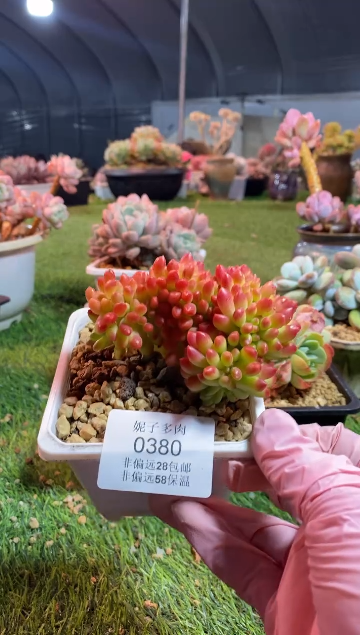 【闪购商品】0380a