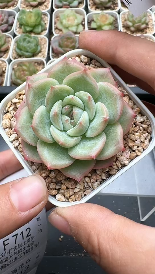 711F云禹多肉植物 默认脱土纸巾打包 3颗包邮
