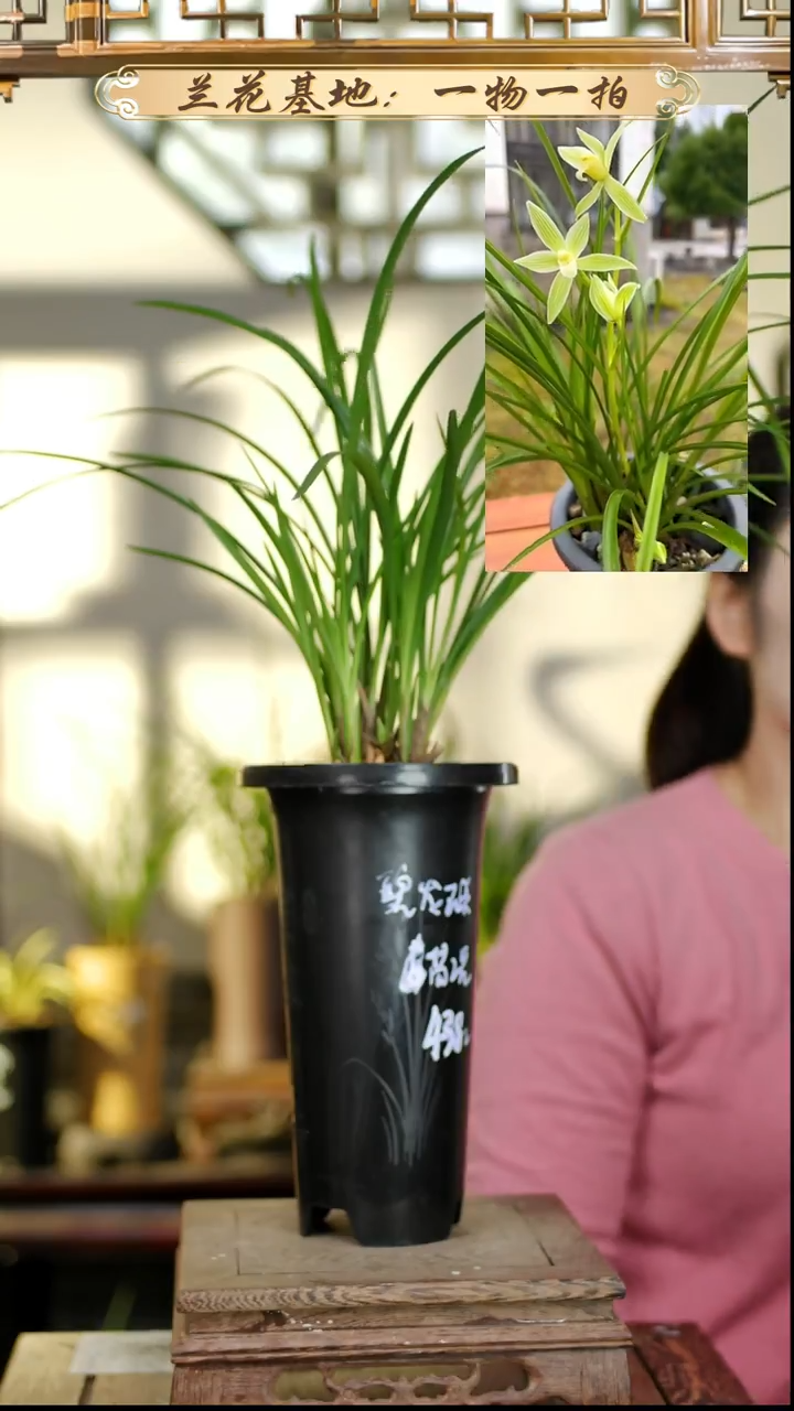 完全开放碧龙玉素