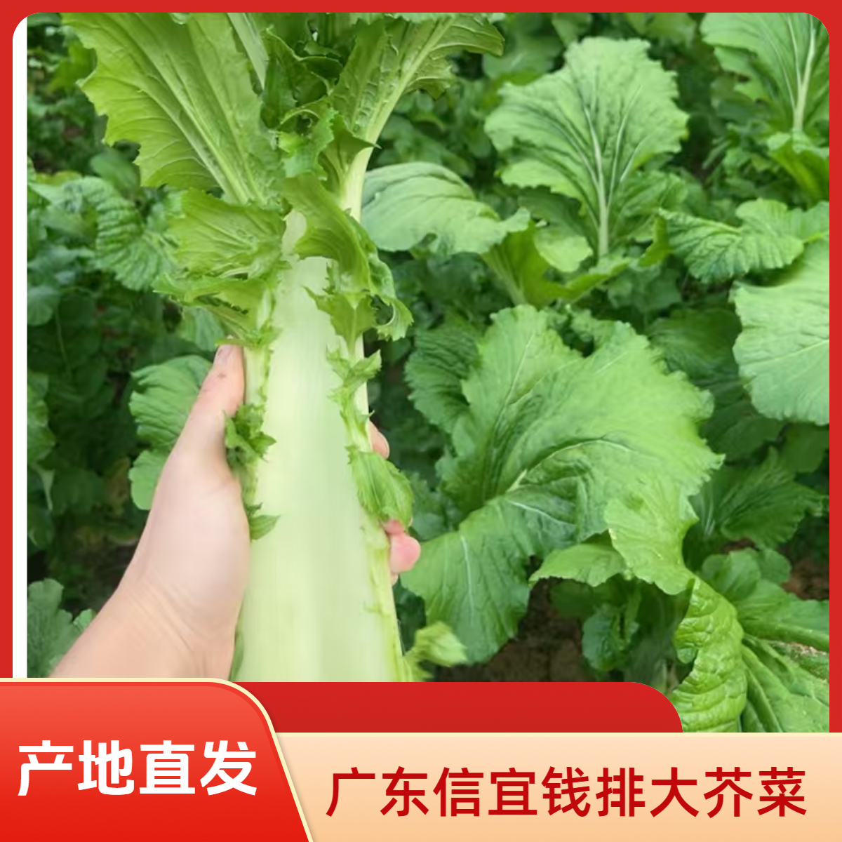广东信宜正宗钱排大芥菜新鲜现摘现发产地直发