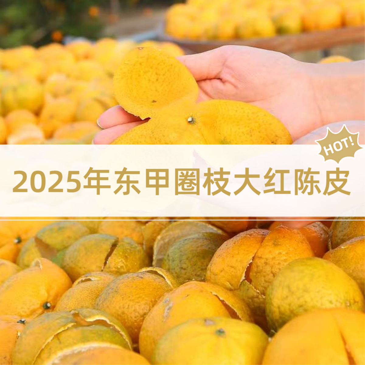 【柒月严选陈皮】2025年东甲圈枝大红陈皮，新会干仓日晒（代存三年）