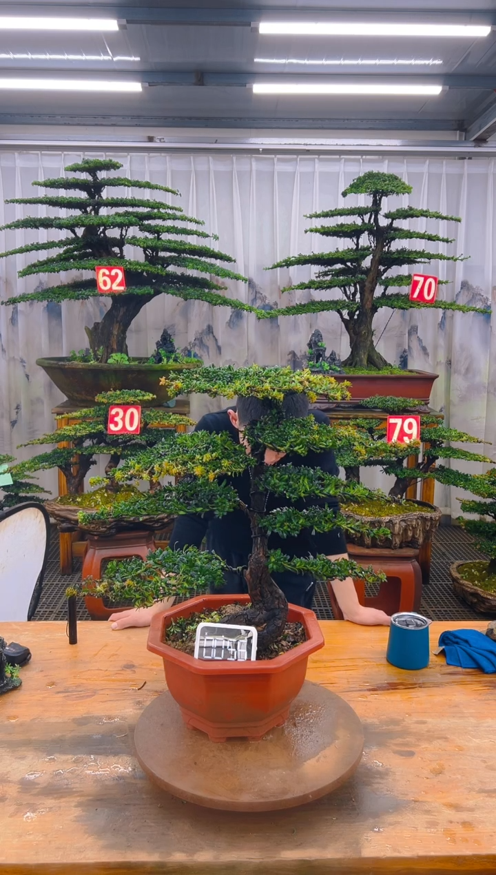 无花朵精品盆景直播间一物一拍