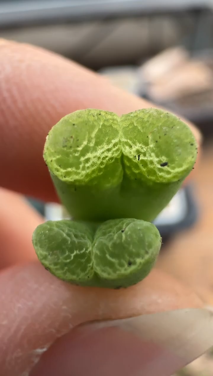 【闪购商品】2.5-295