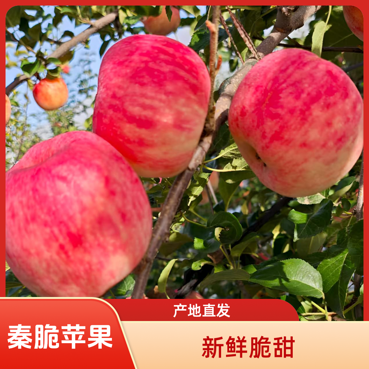 【陕西秦脆苹果】皮薄肉脆 纯甜无酸 嘎嘣脆甜满口爆汁