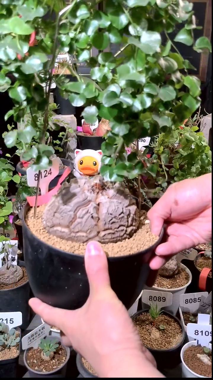 8124号1229精品植物南非龟甲龙单颗