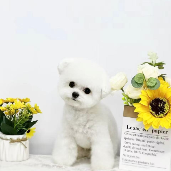 比鲁司宠物 韩系小体比熊 泰迪小型犬温顺乖小狗奔向你的摇粒绒