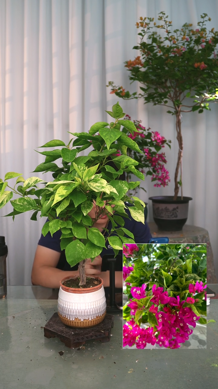 当前无花栽培后可以开花沙班艳红一颗