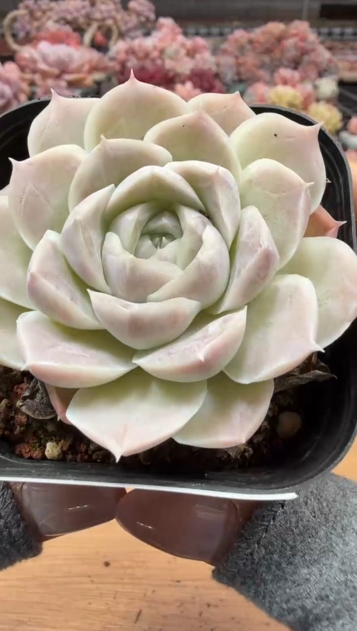 东云多肉园二店-23