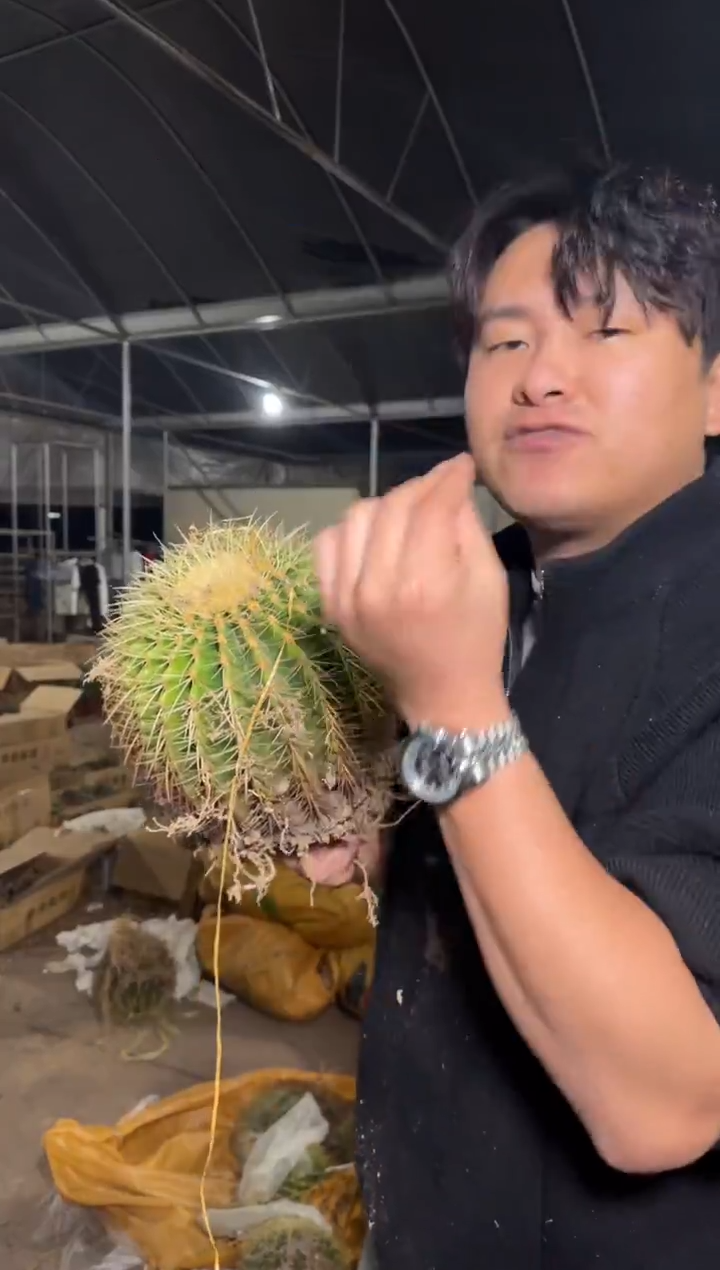 实生根 金虎 12-15cm