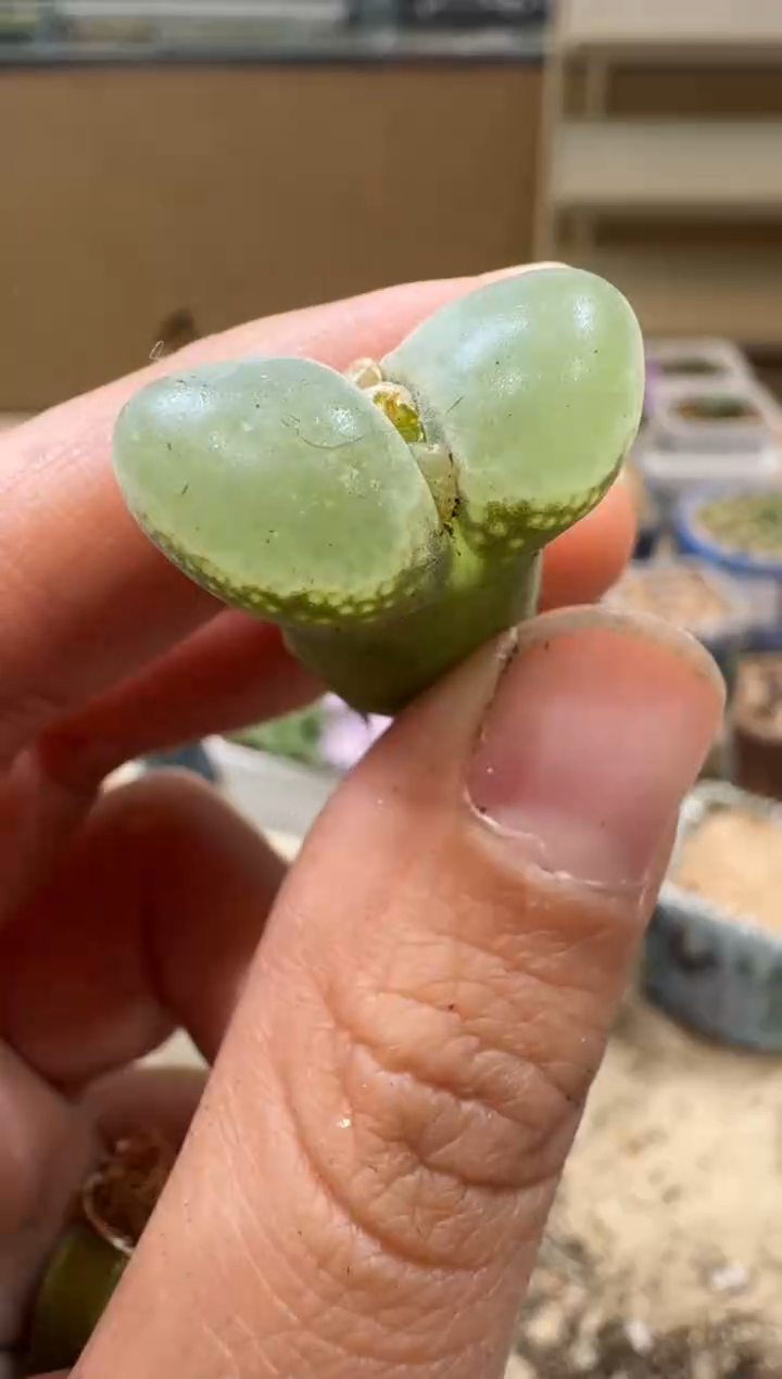 9-165多肉植物肉锥