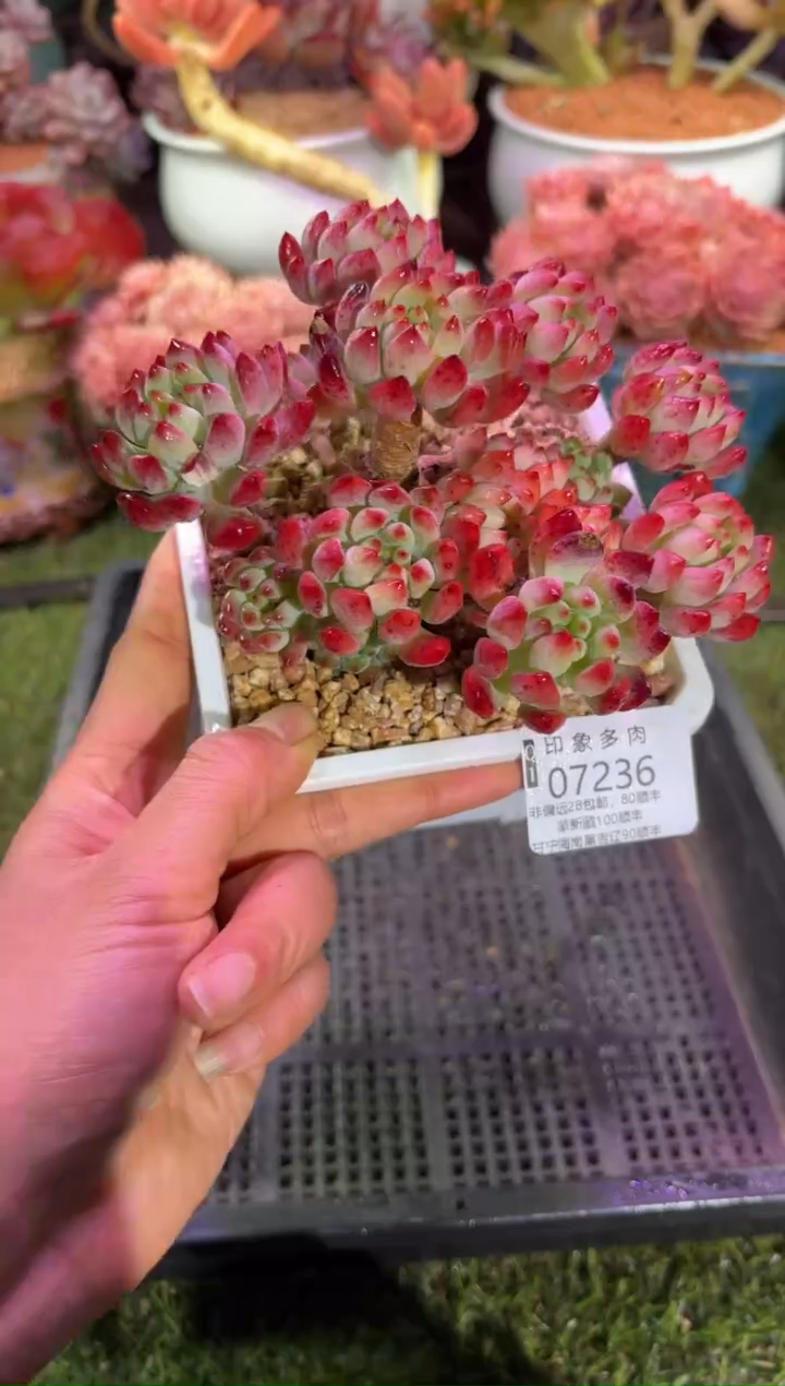 【闪购商品】07236