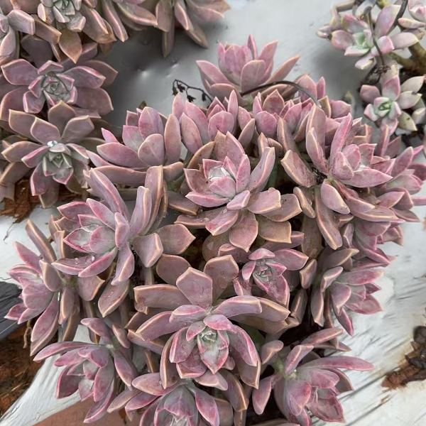 华丽风车  精品多肉 新手好栽 好养 云南昆明发货