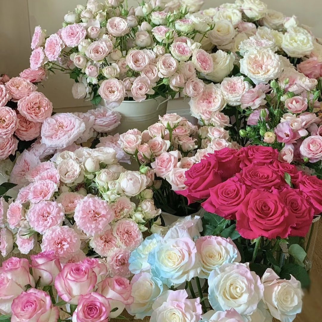 【藩篱匠人/520专享多头玫瑰礼盒】  高品质 云南基地直发