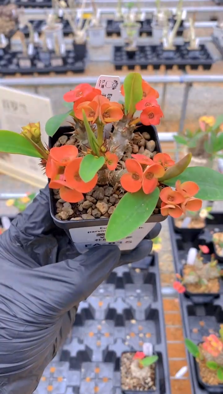 【闪购商品】美花大戟FA-815