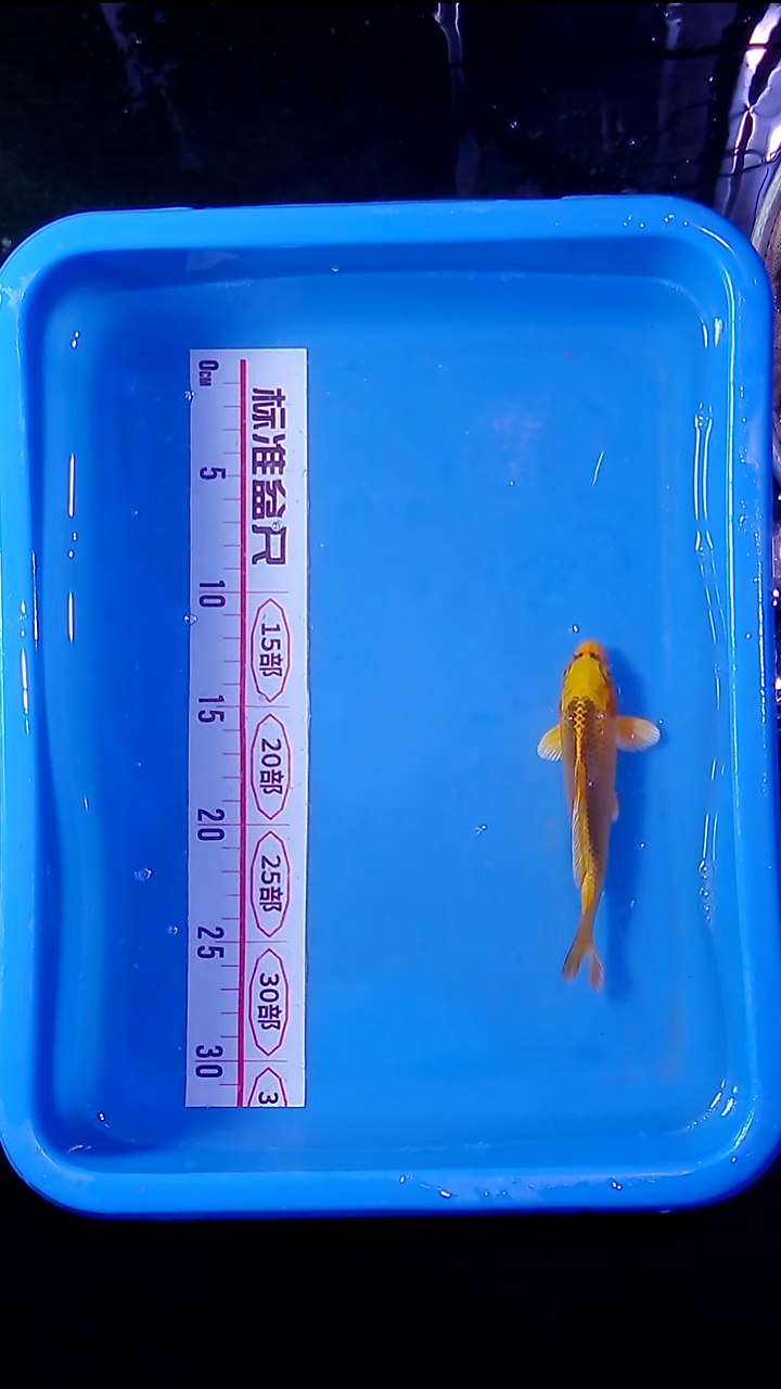 锦鲤直播间菁选 对版发货 40