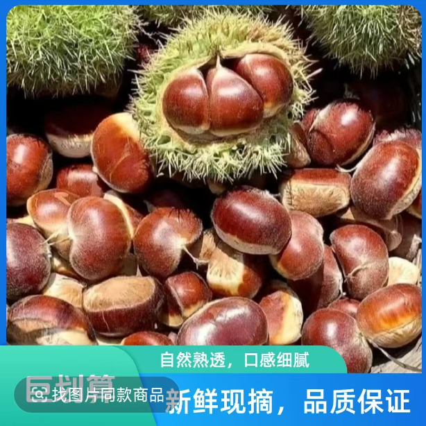 密云板栗大山里的好栗子2斤3斤5斤栗子