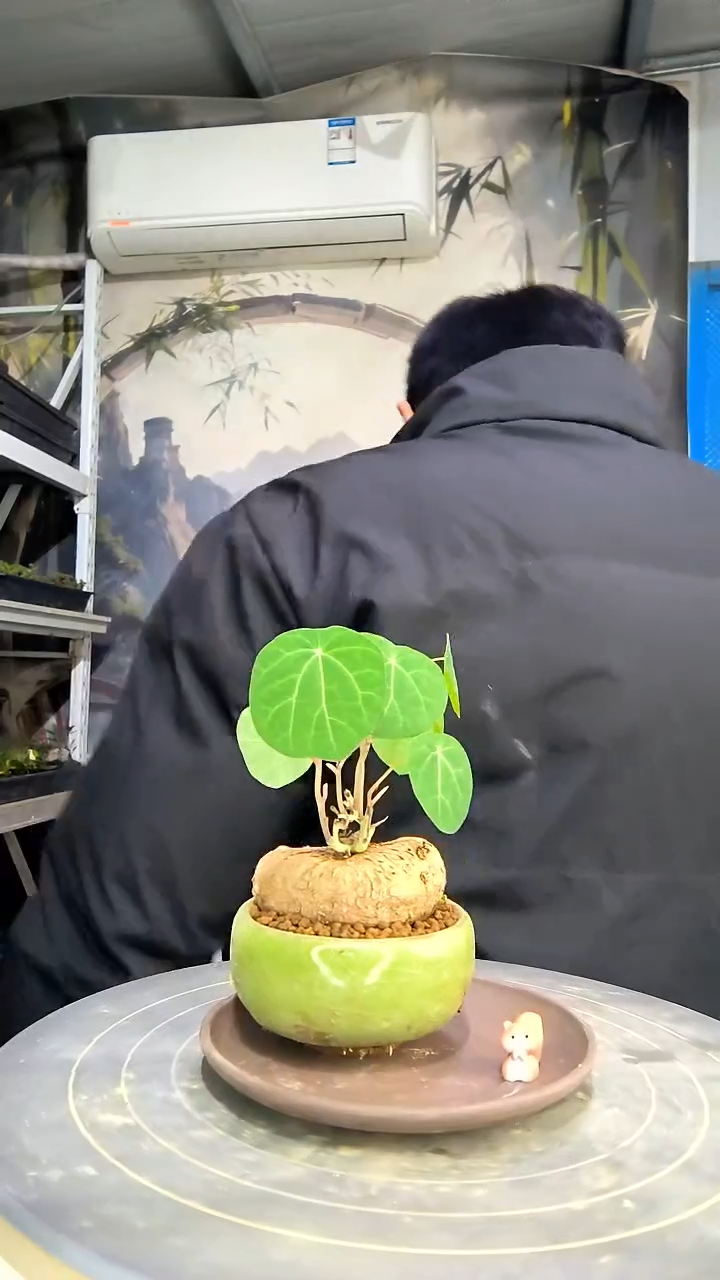 可***_中青园艺一物一拍花110