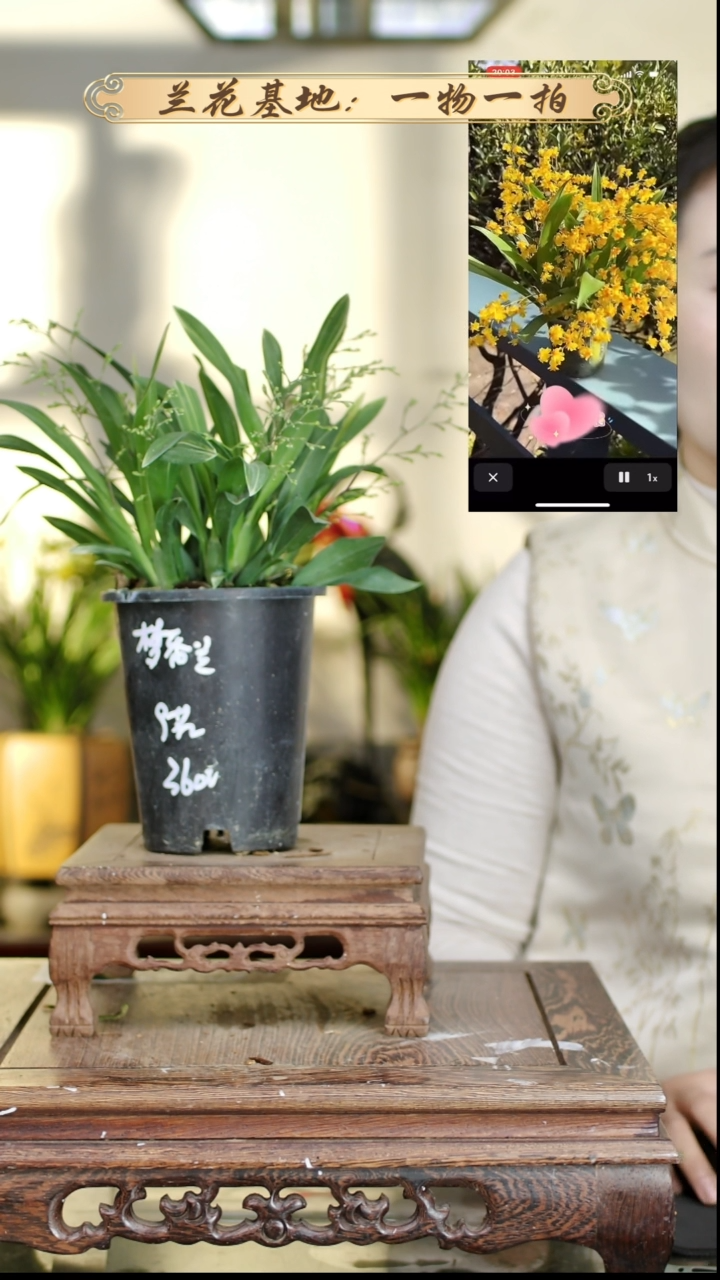 完全开放梦香兰金色