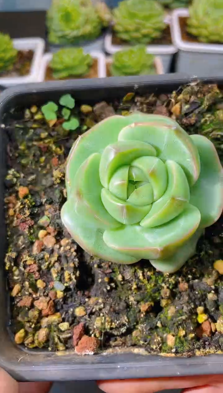 108新珍妮一物一拍