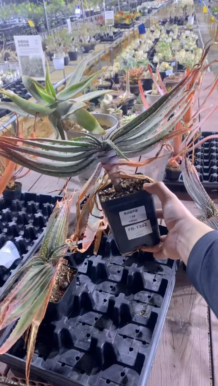 【闪购商品】推进器芦荟脱土FB-1392