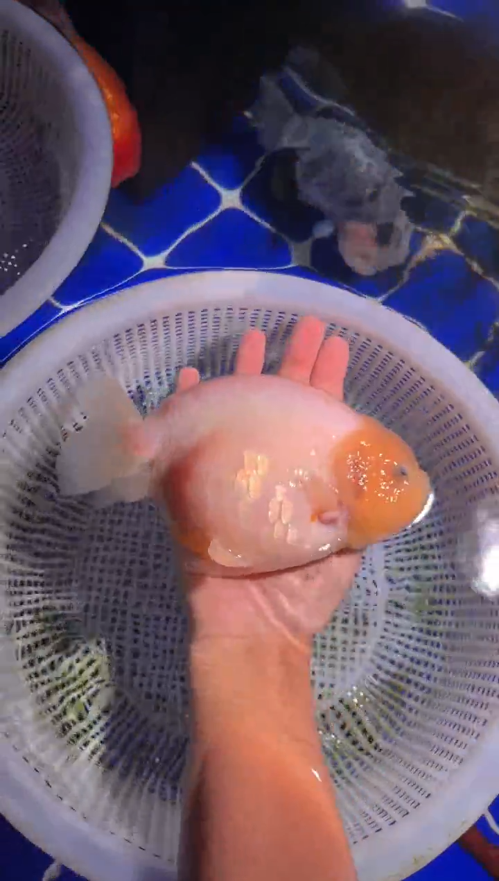 金鱼（运费自理，马印灯照射）福州追鱼兰寿金鱼