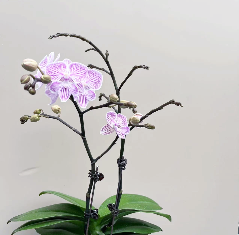 蝴蝶兰【樱花】浪漫樱花粉